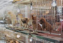 New York State Bans the Sale of Dogs, Cats and Rabbits at Retail Pet Stores NY-bans-pet-store-sales