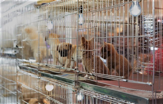 NY-bans-pet-store-sales